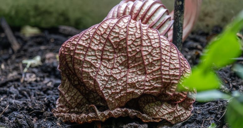 Dünyanın en kötü kokulu çiçekleri aynı anda açtı