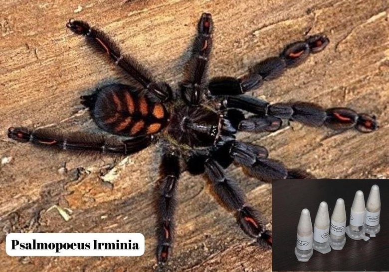 Yavru tarantula siparişi adliyede son buldu