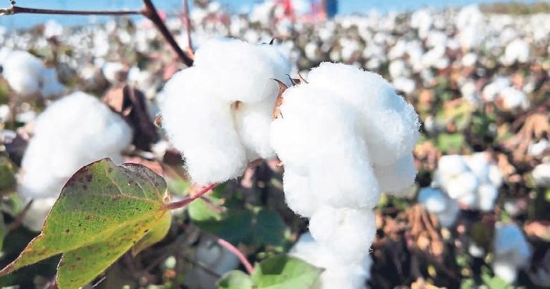 Denizli’de beyaz altın heyecanı