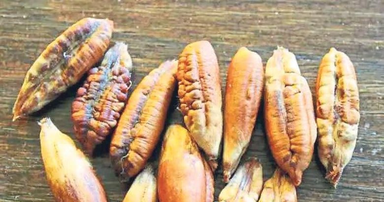 Hurma çekirdekleri de kendisi kadar faydalı