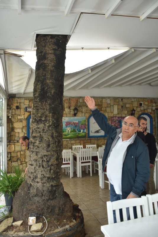 Bodrum'da Dev Palmiye AÄacı Köfteci Dükkanının Ãatısına Devrildi ile ilgili görsel sonucu