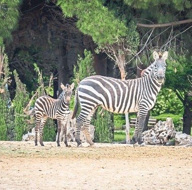 Yaşam parkında 70 yeni hayat