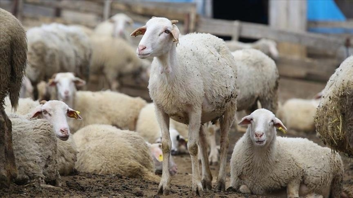 Kütahya Simav'da feci olay! Ağıla girip 72 koyunu telef ettiler