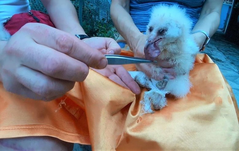 Peçeli baykuşlar, doğaya salınacağı günü bekliyor