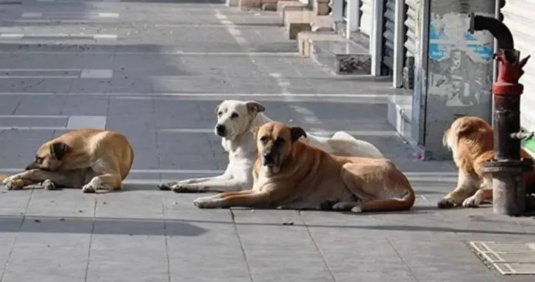 Sokak hayvanları yuvalarına kavuştu