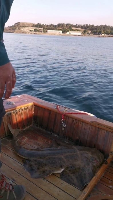 Köpek balığı teknede doğum yaptı! Çanakkale’den ilginç anlar kamerada
