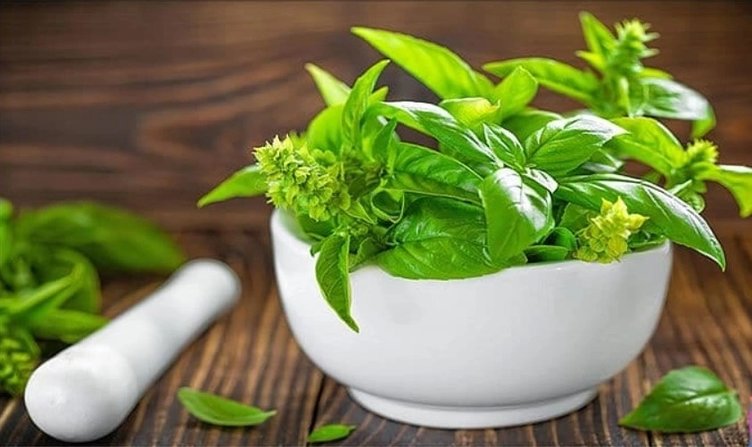 Fesleğenin faydaları nelerdir? Fesleğenin zararları var mıdır?