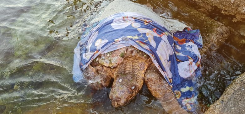 Kaplumbağa için seferber oldular! 3 saat başından ayrılmadılar