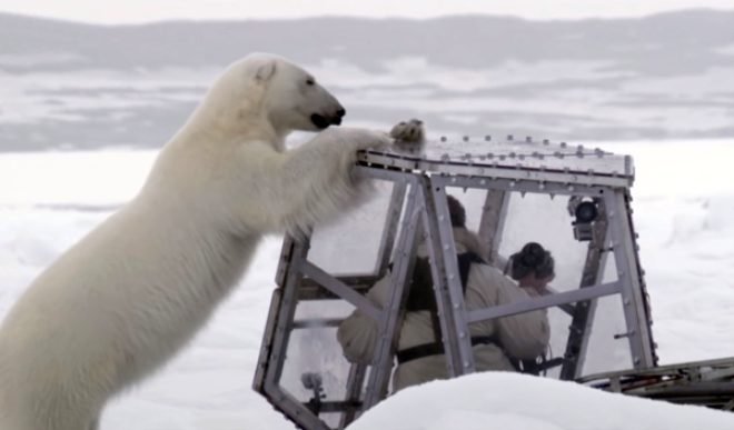 Kutup ayılarını görüntülemek isterken ölümle burun buruna geldi