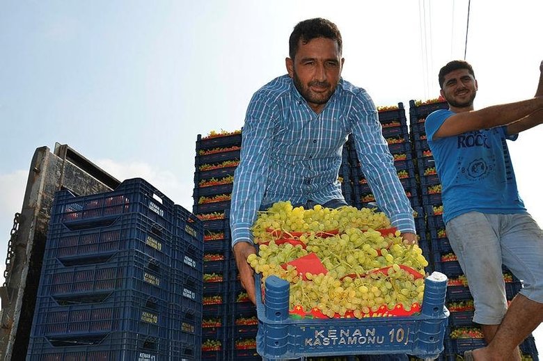 Dünyaca ünlü çekirdeksiz Sultani üzümde hasat başlıyor