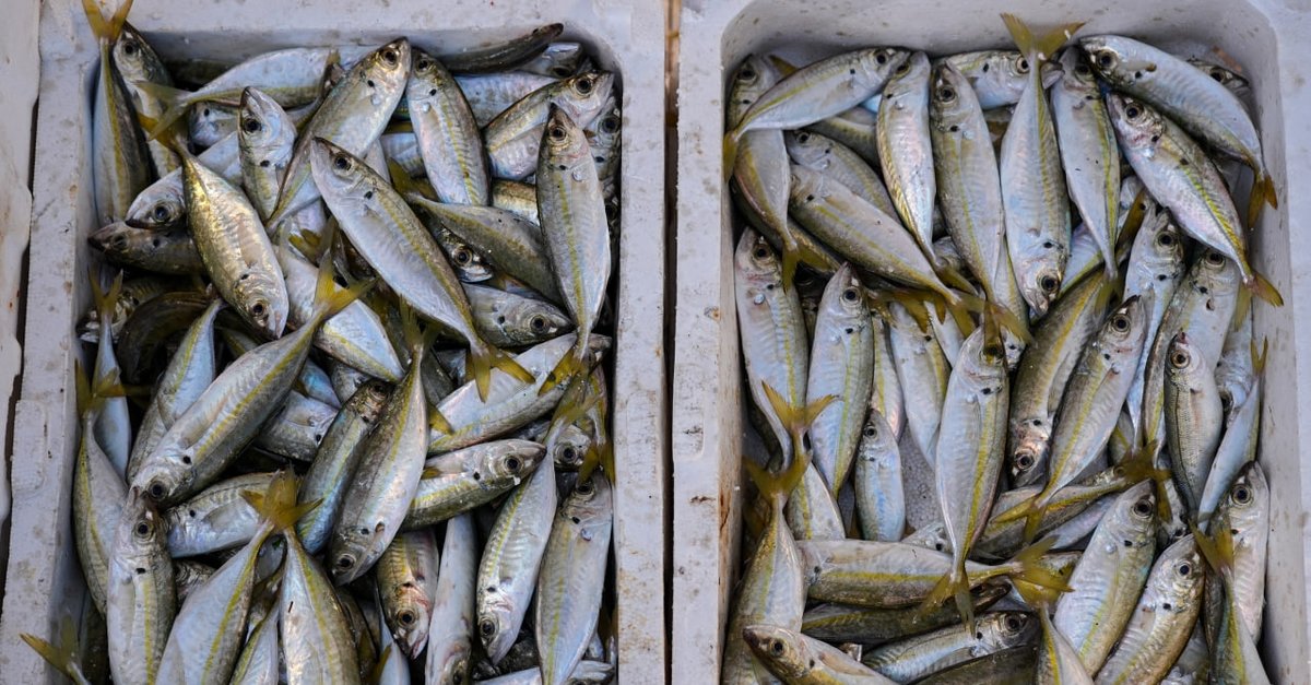 Ege Denizi’nden sardalya fışkırdı: Balıkçının yüzü güldü