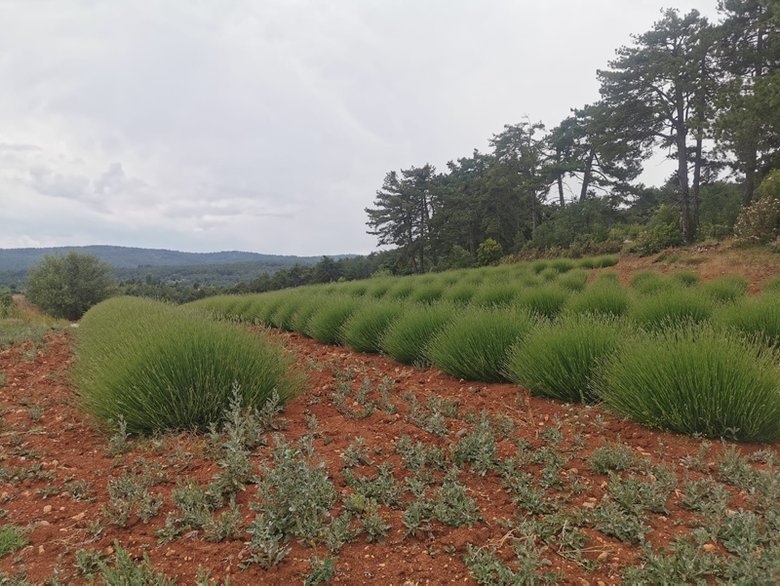 Deterjan ve kozmetik fabrikalarının gözdesi o köy hasada hazırlanıyor