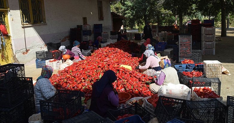 Balıkesir’de 25 bin ton kapya rekoltesi bekleniyor