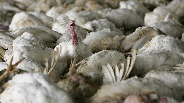 Tarım ve Orman Bakanlığı’ndan kuş gribi açıklaması