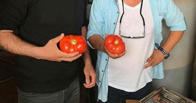 Bu domatesler 1200 gram! Gören şaşırıyor