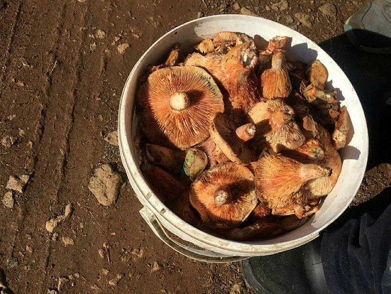 Fakirin eti ’çıntar’ için ormana akın başladı