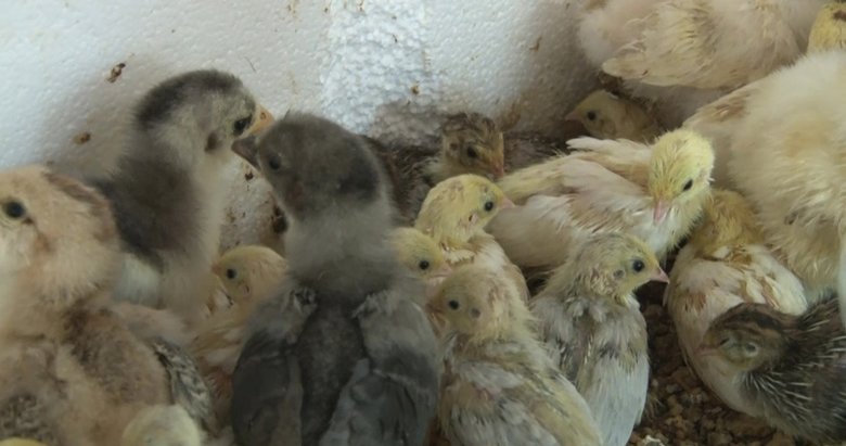 Denizli’de bir garip koleksiyon! Hiç kimse onu vazgeçiremedi