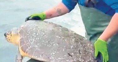 Ağlara takılan caretta kurtarıldı