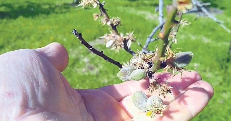 Datça’da mevsimin ilk çağlası çıktı