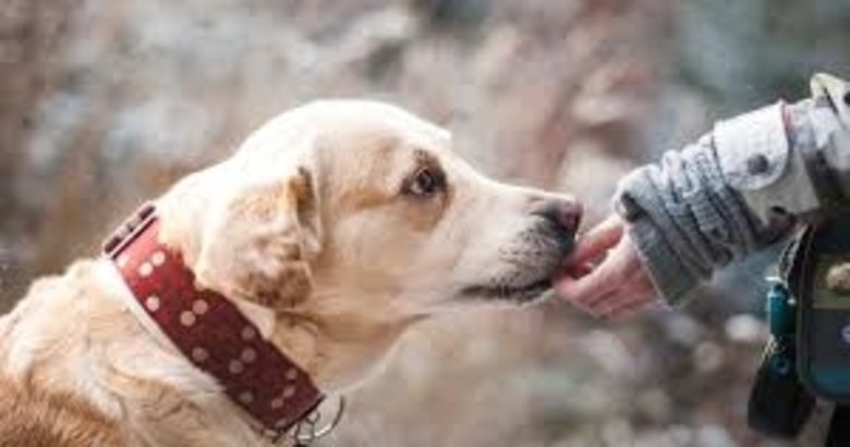 Can dostunu terk edene 60 bin lira ceza