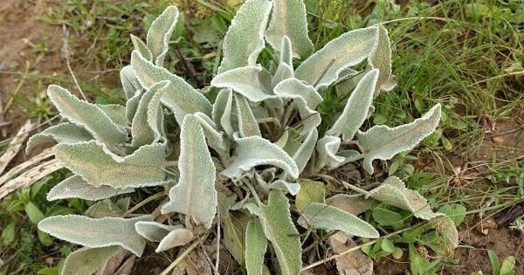 Çalba otu nedir, faydaları nelerdir? Neye iyi gelir?