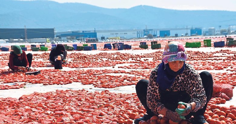 İzmir’de kuru domates mesaisi