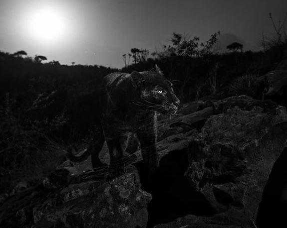 110 yıl sonra ilk kez görüntülendi! İşte Siyah Leopar’ın Kara panter fotoğrafları