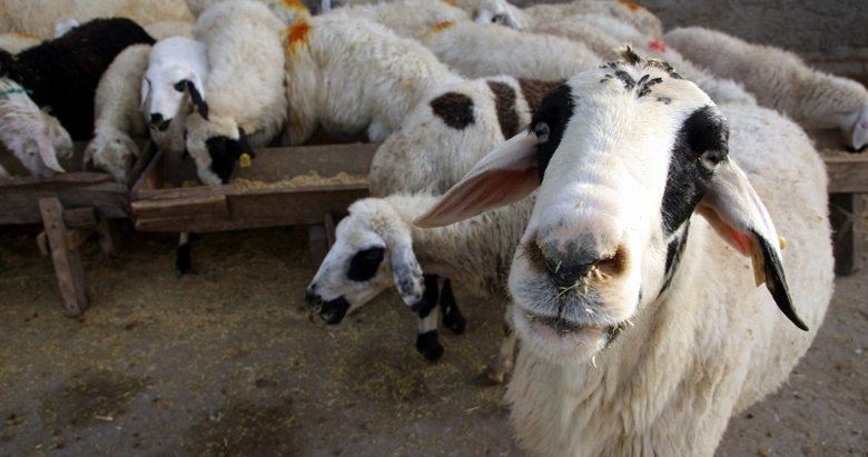 Kimler kurban kesemez? Kurban kesmek kimlere farz?