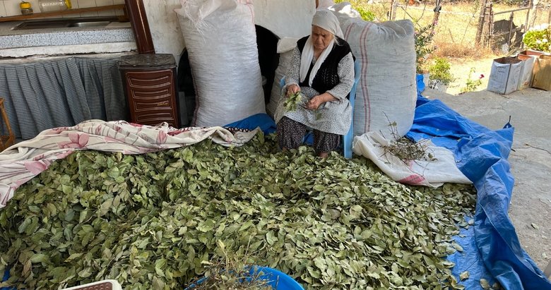 Marmaris’te yeşil altın hasadı başladı