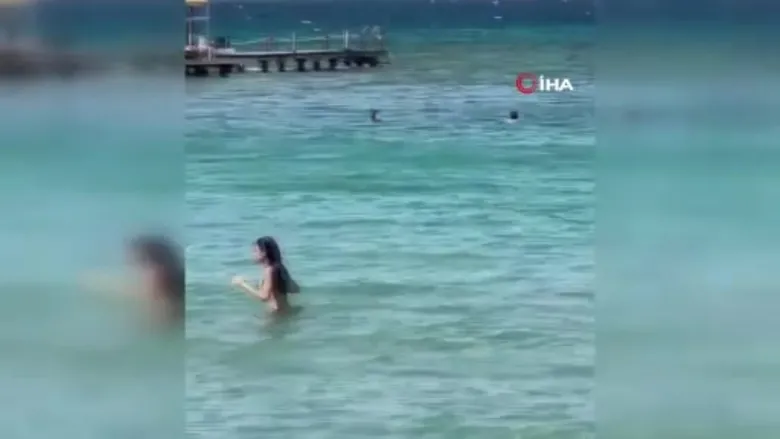 İzmir Çeşme’de denizde yılan paniği