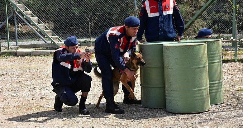 İzmir’de jandarmanın köpekleri eğitimde