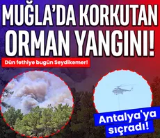 Muğla’da orman yangını! Müdahale devam ediyor...