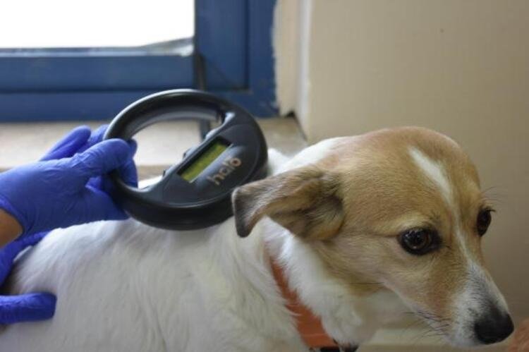 Evcil hayvanı olanlar dikkat: Ceza yemeyin! 3 hafta sonra başlıyor