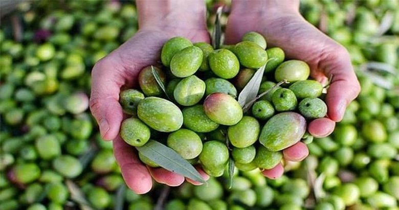Yerel Zeytin Cesitleri Dunyaya Tanitilacak