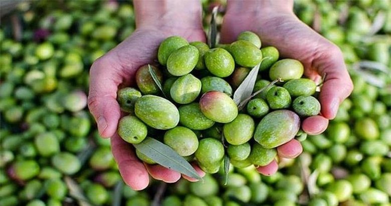 Yerel zeytin çeşitleri dünyaya tanıtılacak