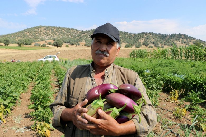 Afyon’da asırlık ata tohumu ile patlıcan üretiyorlar