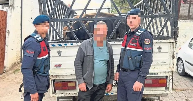Büyükbaş hayvan hırsızı yakalandı