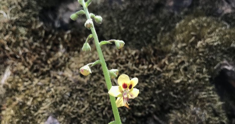 Sadece Çanakkale’de yetişiyor! Nesli yüksek tehdit altında