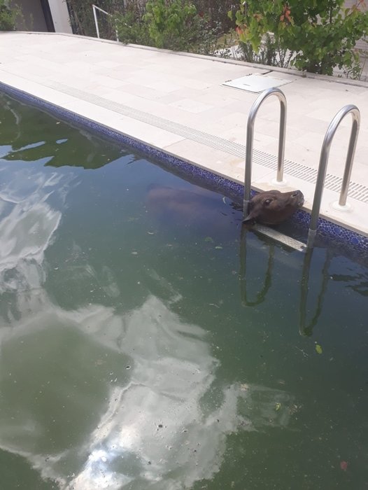 Muğla’da yüzme havuzunu görenler şok oldu! Bakın ne çıktı?