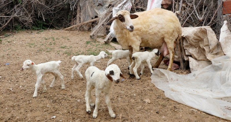 Muğla’da bir koyunun tek batında 7 kuzu doğurması şaşırttı
