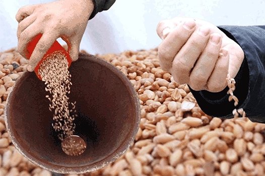 Yerel tohumları gelecek nesillere taşıyor