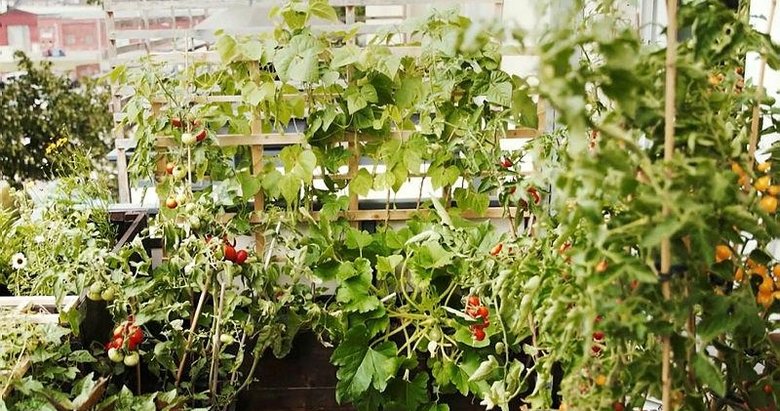 Mutfak ihtiyacına verimli çözüm: Balkon tarımı