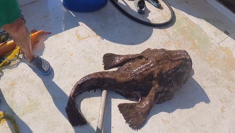 Çanakkale’de ağlara takılan devasa balık dikkat çekti! Böylesi görülmedi