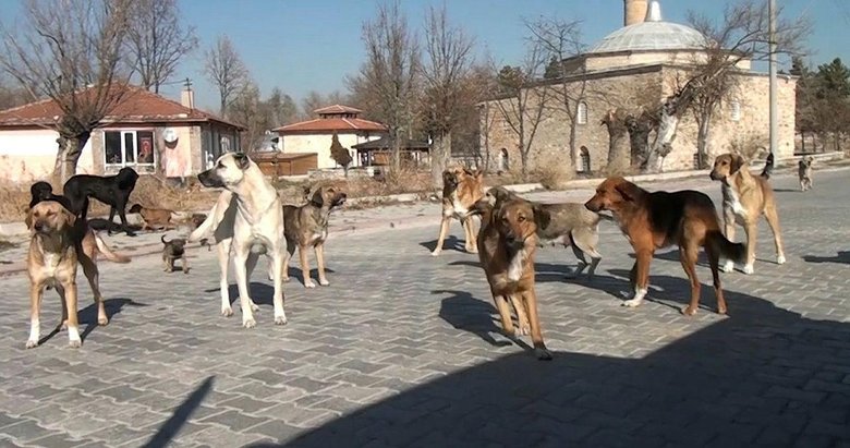 Köpek saldırısından nasıl korunabiliriz?