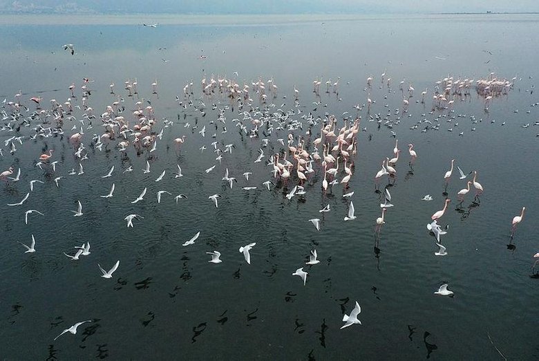 Gediz Deltası’nda kış kuşları kayıt altına alınıyor! İzmir Kuş Cenneti’nde nüfus sayımı