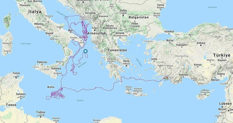 Gezgin caretta Tuba! Dolaşmadığı yer kalmadı... Yaklaşık iki yılda 10 bin kilometre yol aldı