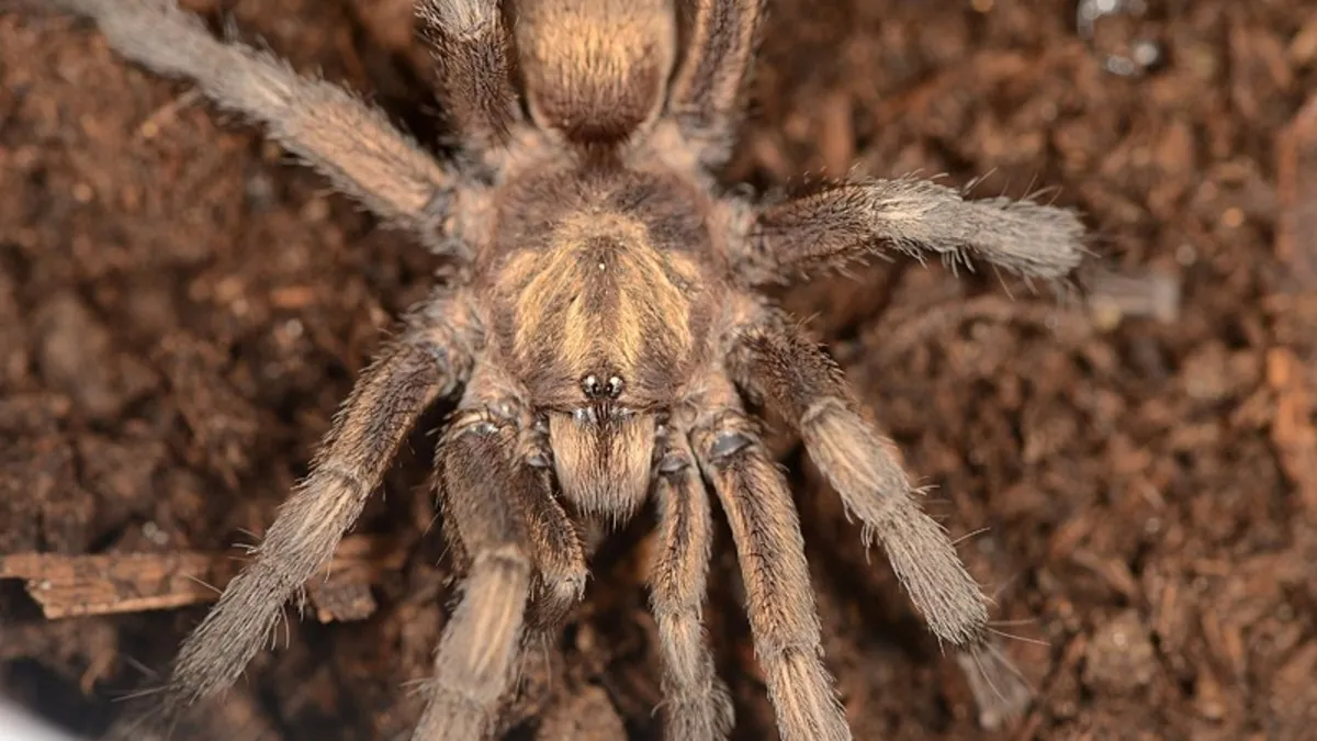 Türkiye'de tarihi keşif! İlk kez kaydedildi! Yeni bir tarantula cinsi kayıtlara geçti