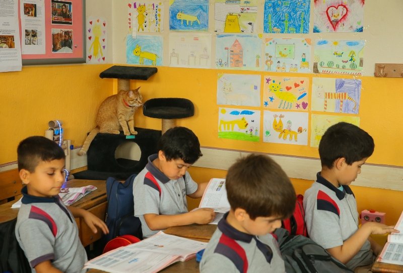 İzmir�de Kedi Tombi�ye hüzünlü veda