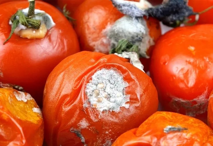Çürük domatesleri çöpe atmayın! Şu şekil değerlendirin