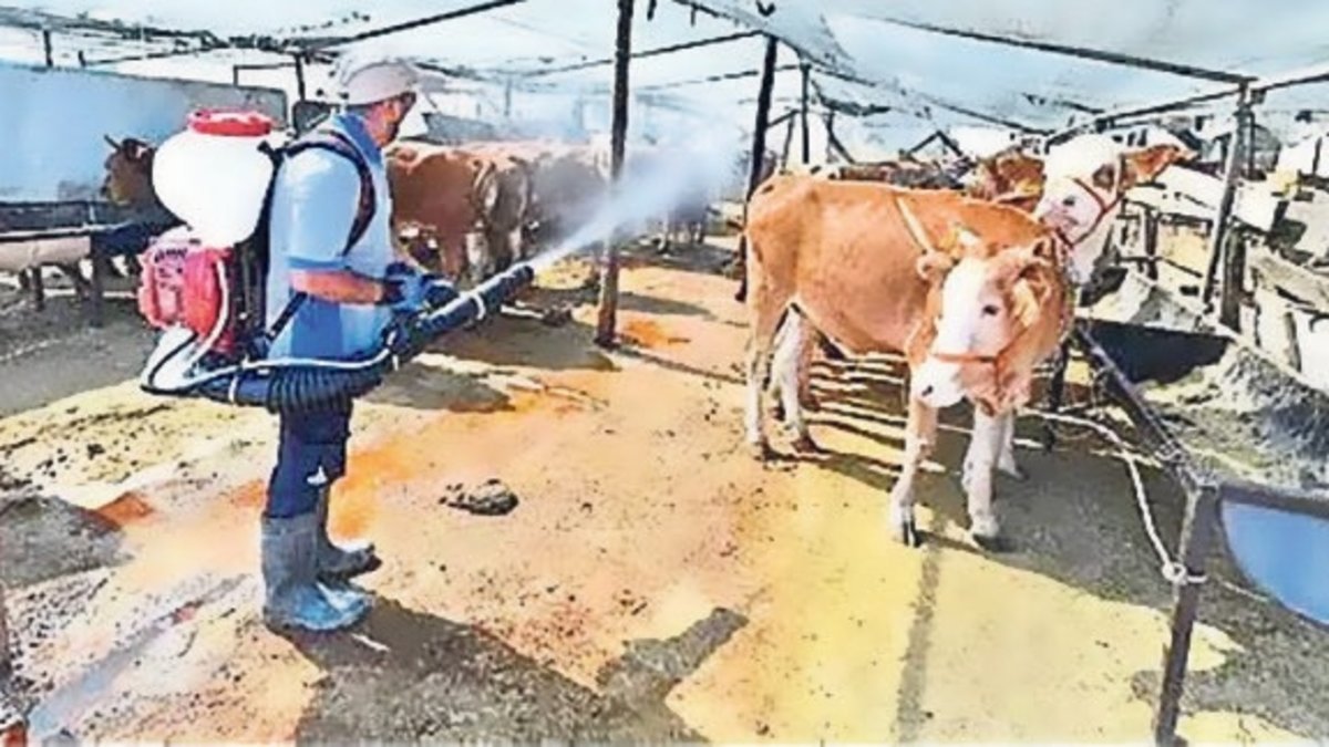 Kurban pazarlarında ‘organik’ ilaçlama